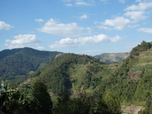 Read more about the article Bwindi Nationalpark: Gorillatrecking