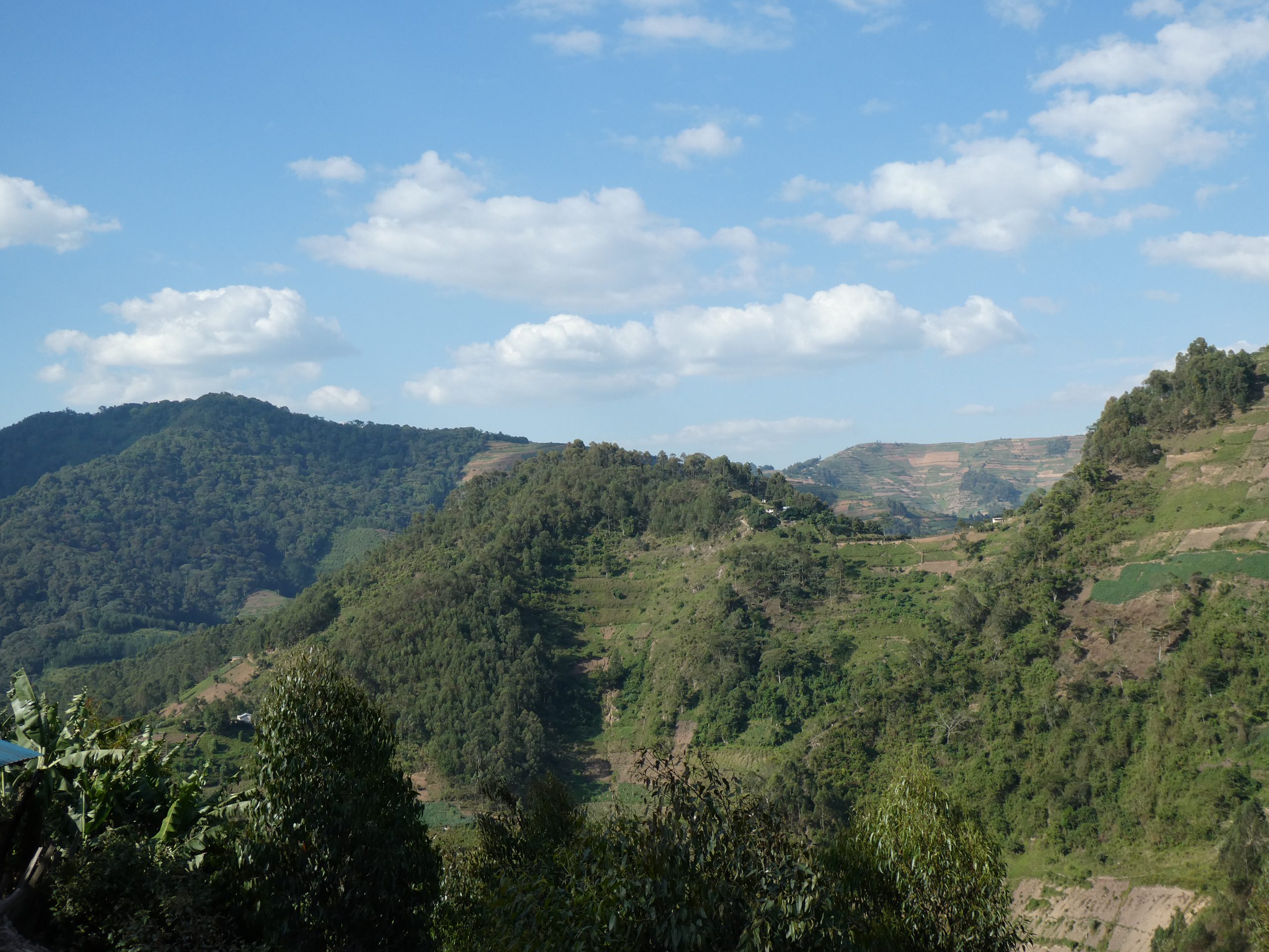 Read more about the article Bwindi Nationalpark: Gorillatrecking