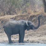 Roadtrip Teil 1: Kafue Nationalpark