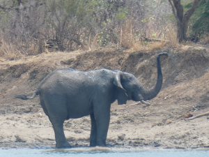 Read more about the article Roadtrip Teil 1: Kafue Nationalpark