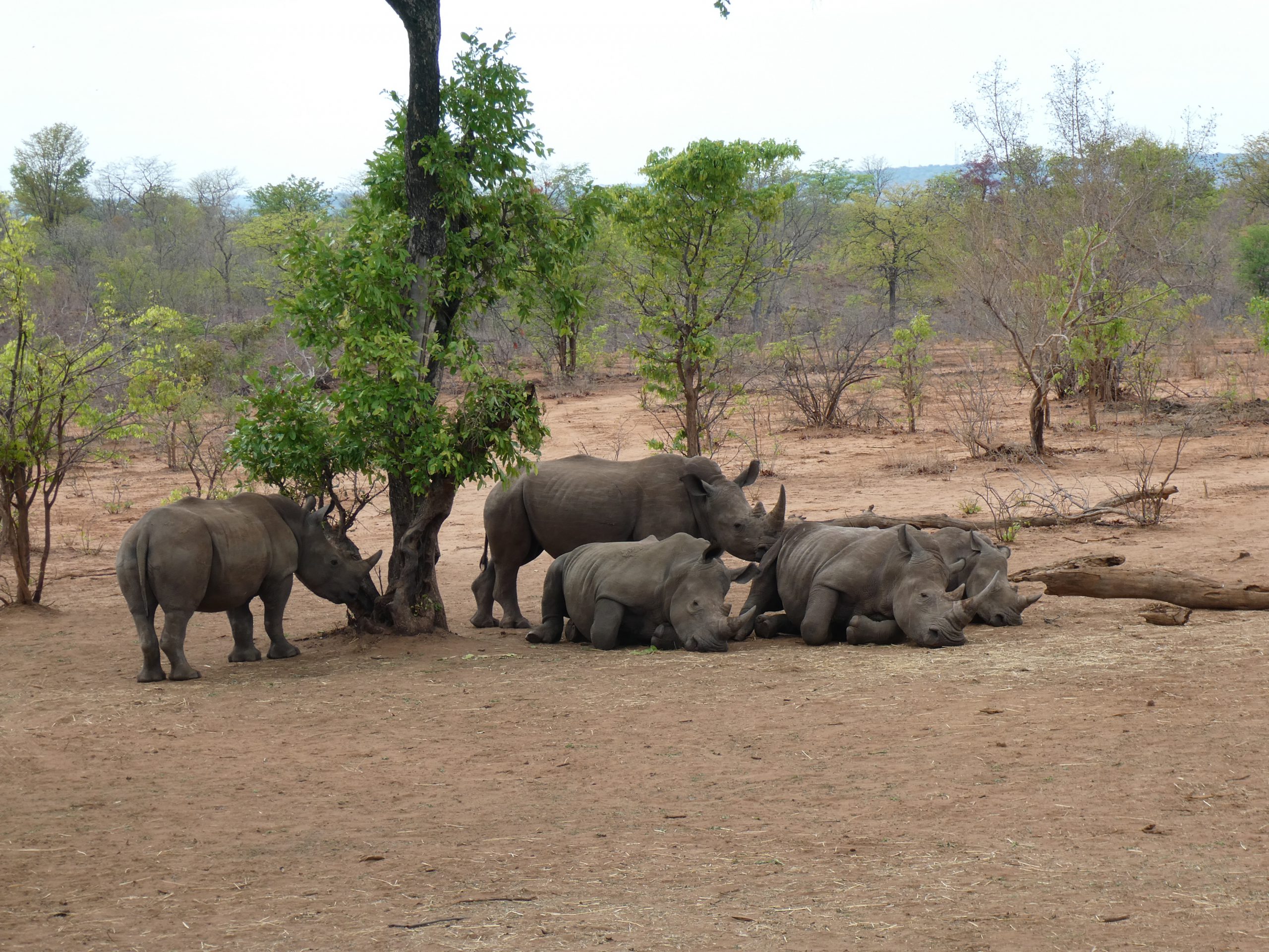 Read more about the article Mosi-o-Tunya Nationalpark