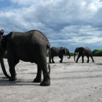 Chobe Nationalpark