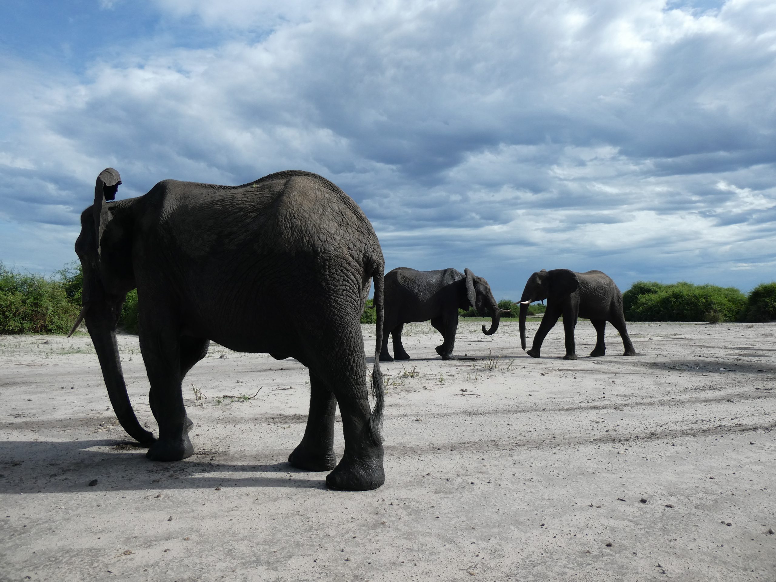 Read more about the article Chobe Nationalpark