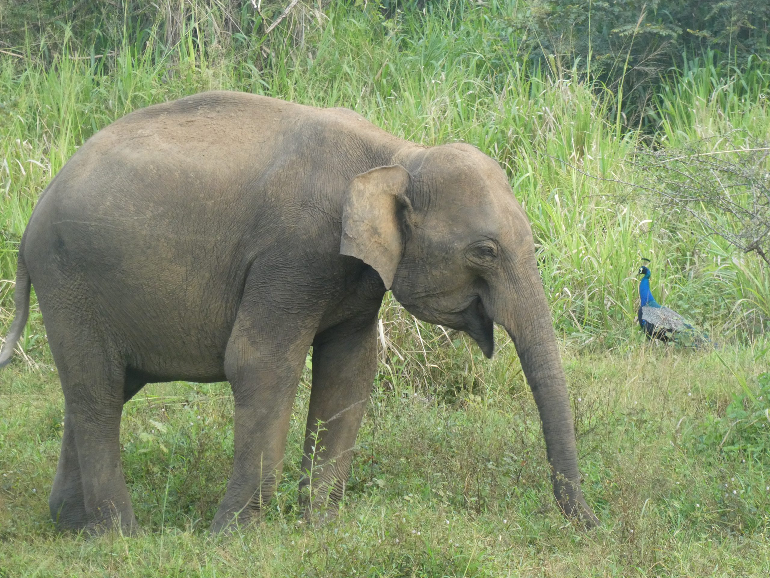 You are currently viewing Ruinen und eine asiatische Safari