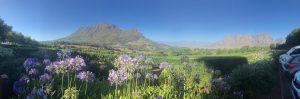 Read more about the article Berge in der Stadt und Wein in Stellenbosch